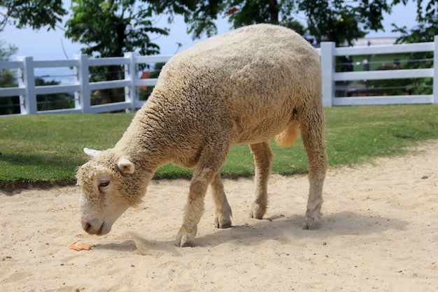 un mouton cherche de la nourriture dans la cour