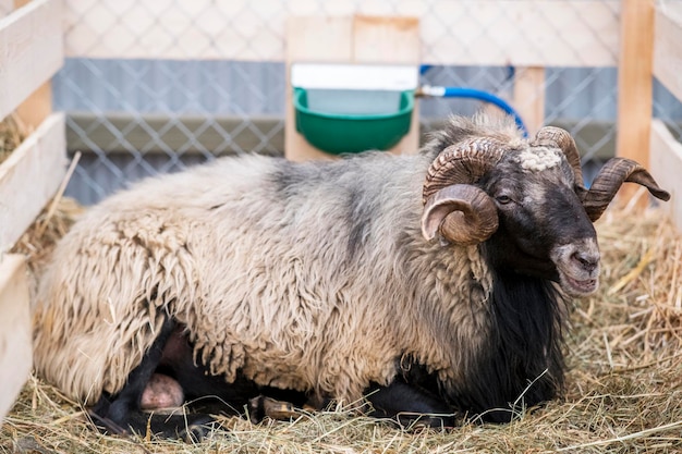 Un mouton avec des cornes est allongé sur le sol.