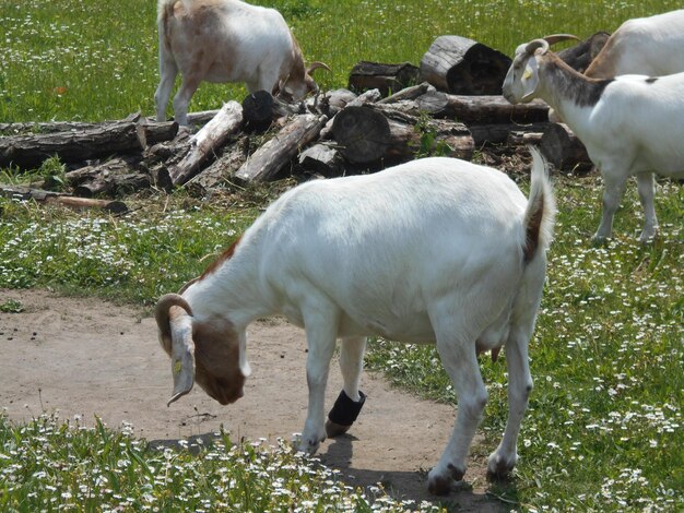 Un mouton dans un champ