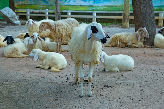 Mouton dans la ferme thaïlandaise