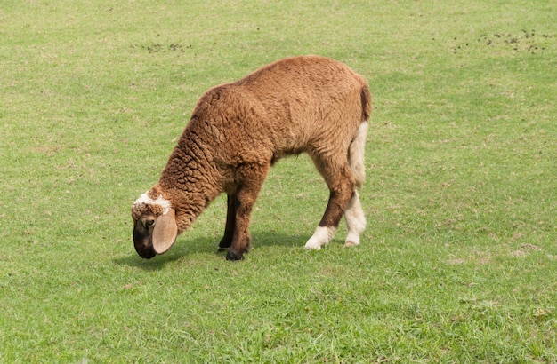 Mouton dans un pré en montagne