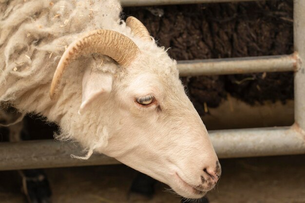 Un mouton drôle Portrait d'un mouton en gros plan