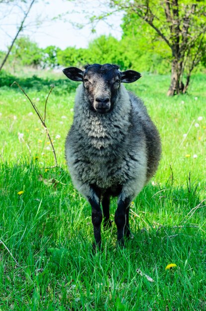 Mouton gris pelucheux sur un pré vert