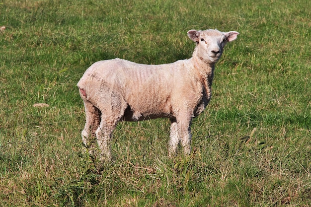 Photo mouton, sur, île sud, nouvelle zélande