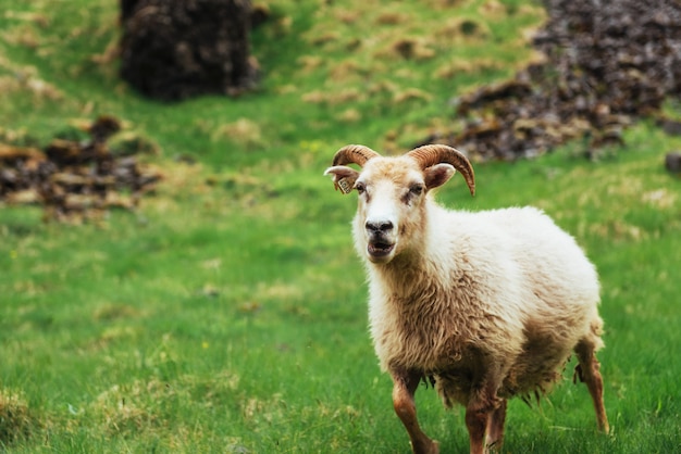 Photo mouton islandais