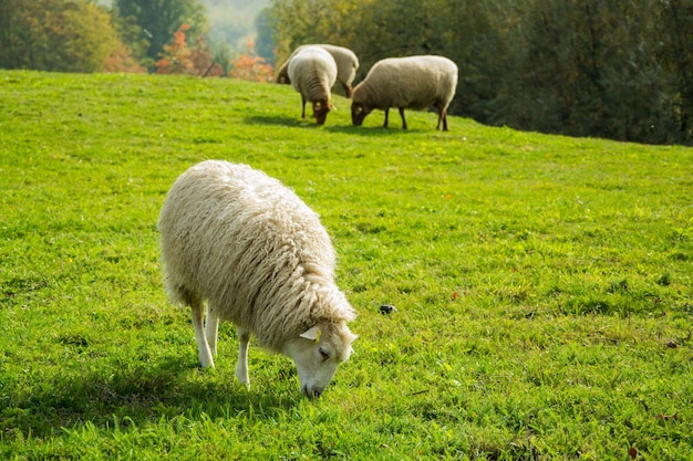 Photo un mouton avec un manteau de laine blanche paît sur l'herbe