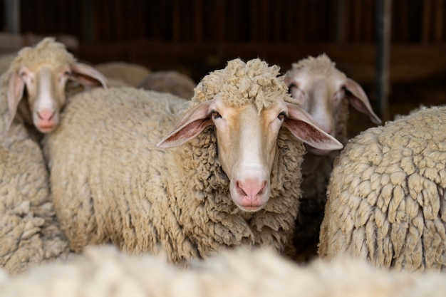 Mouton mignon dans la grange