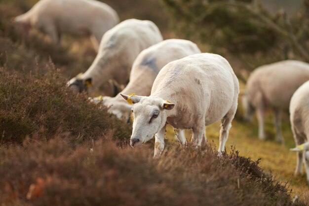 Mouton Un mouton en milieu naturel