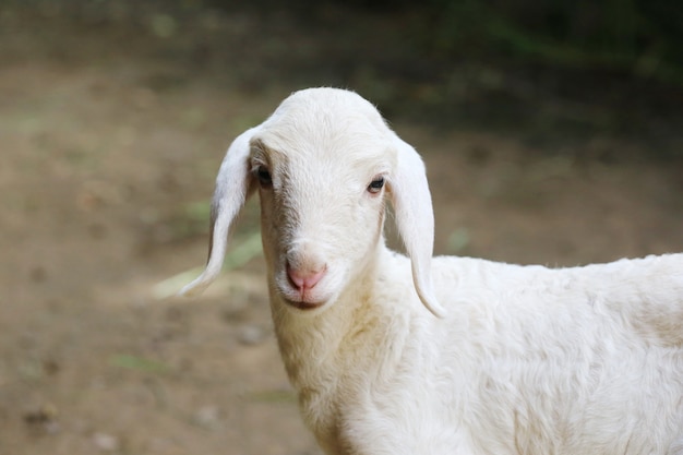 Mouton nouveau-né, agneau abandonné