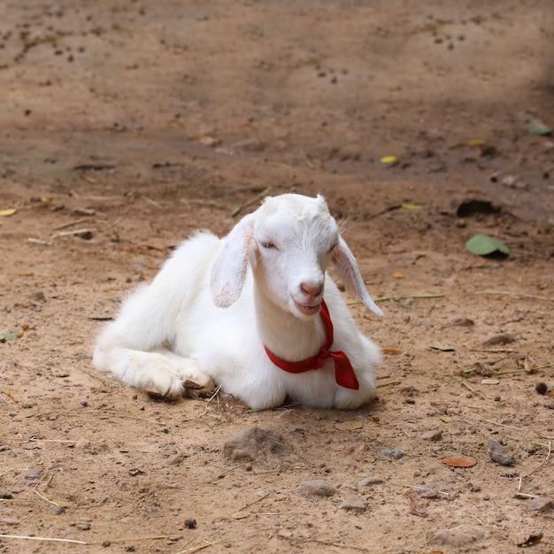 Mouton nouveau né