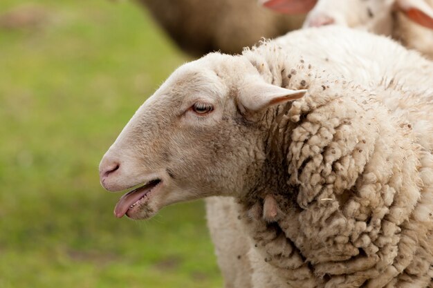 Mouton, pâturage, dans, les, pré, à, herbe verte