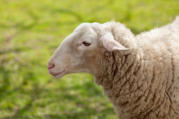 Mouton, pâturage, dans, les, pré, à, herbe verte