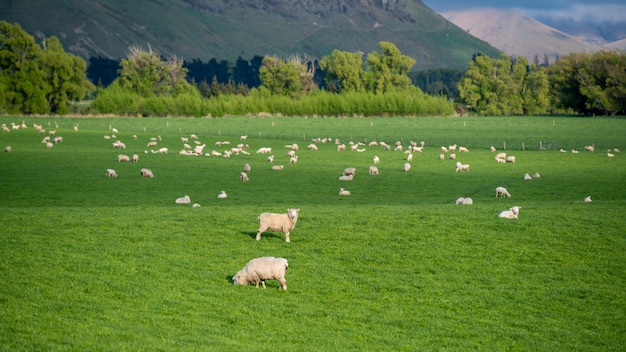 Mouton avec paysage naturel