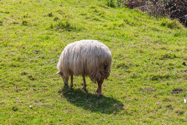 Mouton à poils longs (laine claire) de couleur blanche. Cantabrie.