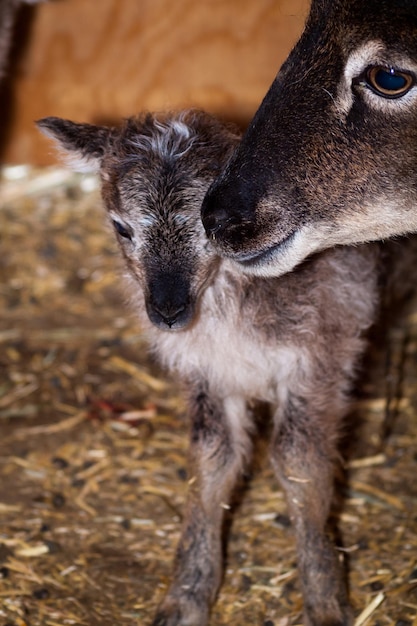 Le mouton Soay est une race primitive de mouton domestique descendant d'une population de moutons sauvages sur l'île de Soay dans l'archipel de St. Kilda.