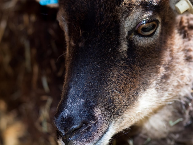 Le Mouton Soay Est Une Race Primitive De Mouton Domestique Descendant D'une Population De Moutons Sauvages Sur L'île De Soay Dans L'archipel De St. Kilda.