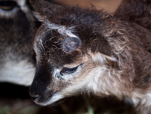 Le mouton Soay est une race primitive de mouton domestique descendant d'une population de moutons sauvages sur l'île de Soay dans l'archipel de St. Kilda.