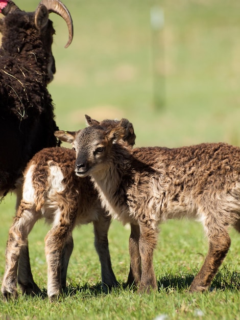 Le mouton Soay est une race primitive de mouton domestique descendant d'une population de moutons sauvages sur l'île de Soay dans l'archipel de St. Kilda.