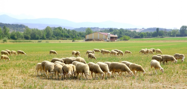 Mouton, troupeau, pré, pâturage, dans, herbe