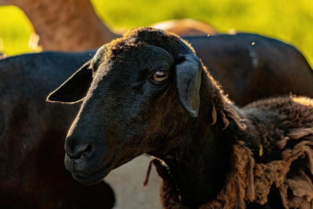 Moutons adultes élevés par des animaux avec mise au point sélective