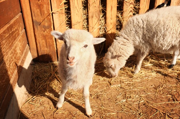 Moutons avec agneau mignon à la ferme