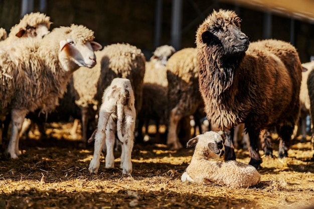 Moutons et agneaux à la bergerie