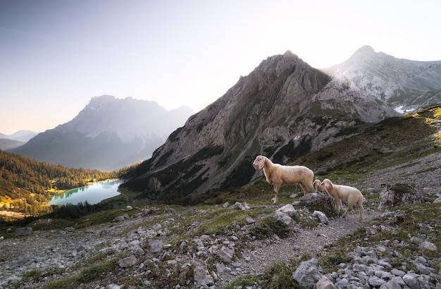 Photo des moutons avec des agneaux dans les hautes montagnes au lever du soleil