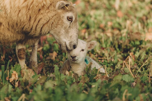 Photo des moutons avec des agneaux sur l'herbe