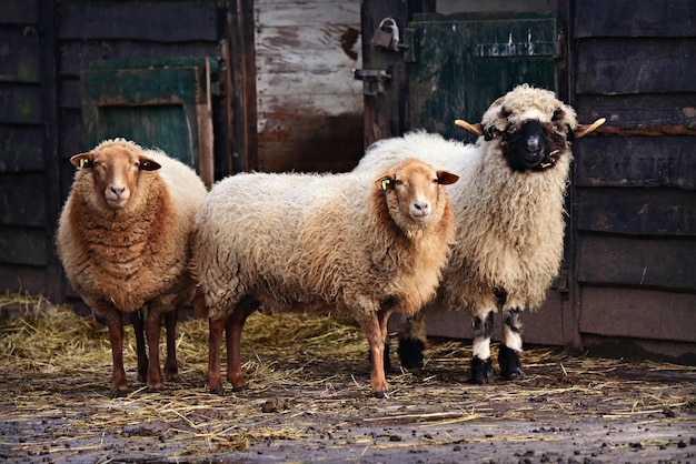 moutons et agneaux