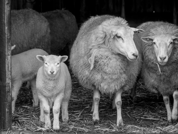 moutons en Allemagne