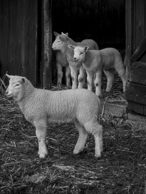 moutons en Allemagne