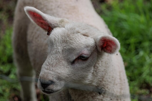 Photo moutons en allemagne