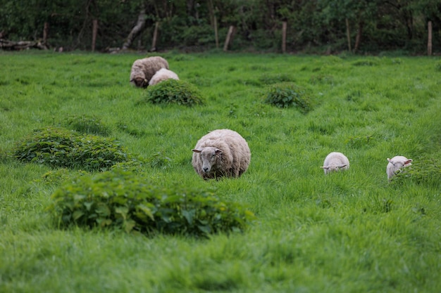 Photo moutons en allemagne