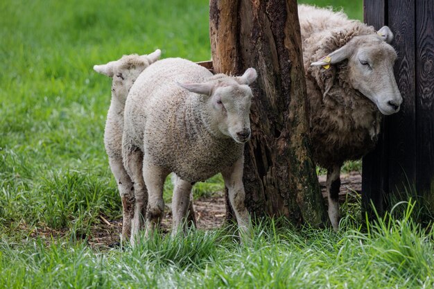 Photo moutons en allemagne