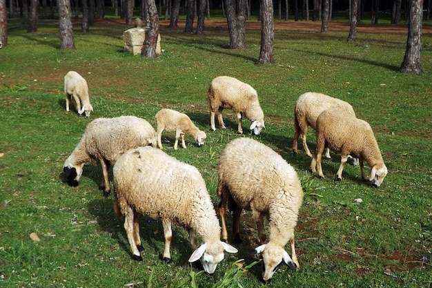 Photo des moutons au pâturage sur le champ