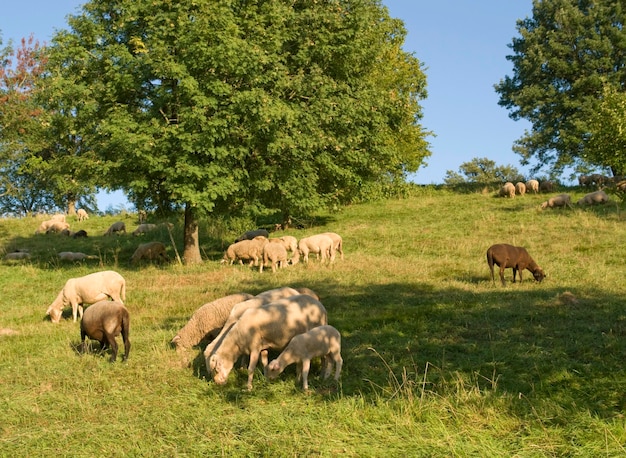 Photo des moutons au pâturage dans une ambiance ensoleillée