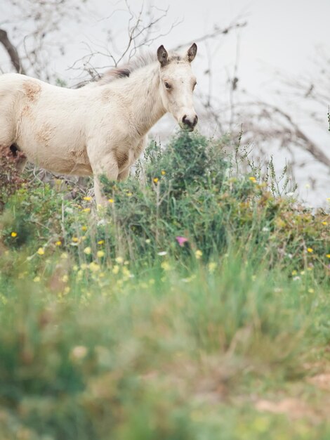 Photo des moutons au pâturage