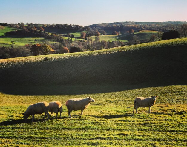 Photo des moutons au pâturage