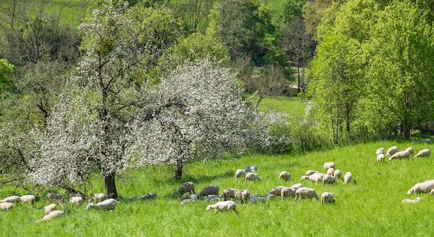 moutons au printemps