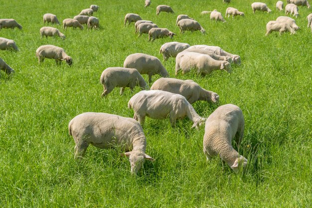 moutons au printemps