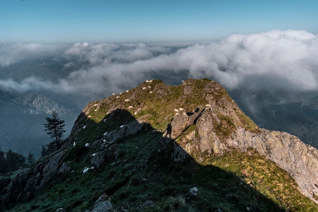 Moutons au sommet de Peñas de Aya