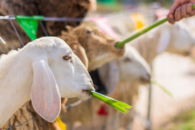 Moutons au zoo