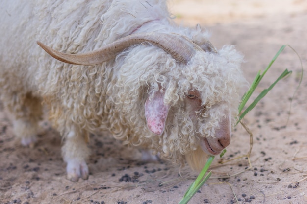 Moutons au zoo