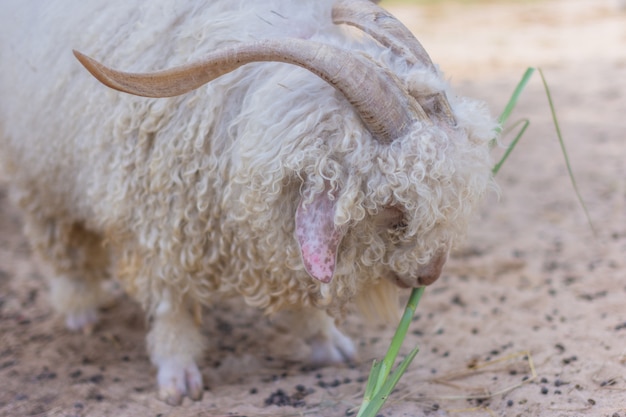 Moutons au zoo