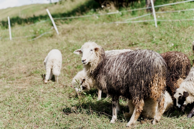 Moutons et béliers sur le champ vert de la ferme