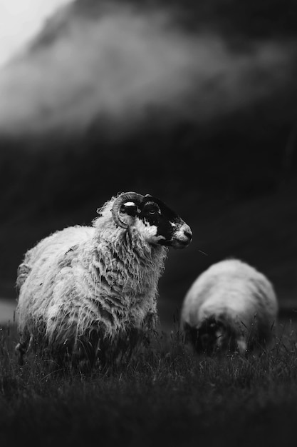 Moutons Blackface écossais à Talisker Bay sur l'île de Skye en Ecosse