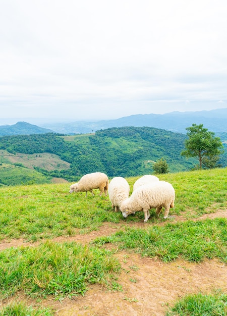 Moutons blancs sur la colline de la montagne