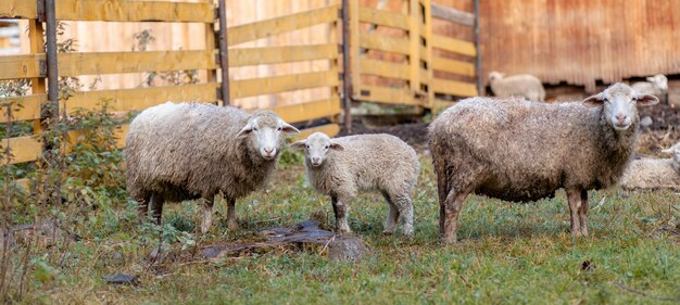 Moutons bouclés blancs derrière un enclos en bois à la campagne. Les moutons et les agneaux paissent sur l'herbe verte. Élevage de moutons. Entretien ménager.