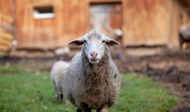 Moutons bouclés blancs derrière un enclos en bois à la campagne. Les moutons et les agneaux paissent sur l'herbe verte. Élevage de moutons. Entretien ménager.