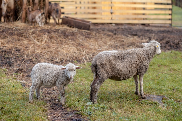 Moutons bouclés blancs derrière un enclos en bois à la campagne. Les moutons et les agneaux paissent sur l'herbe verte. Élevage de moutons. Entretien ménager.